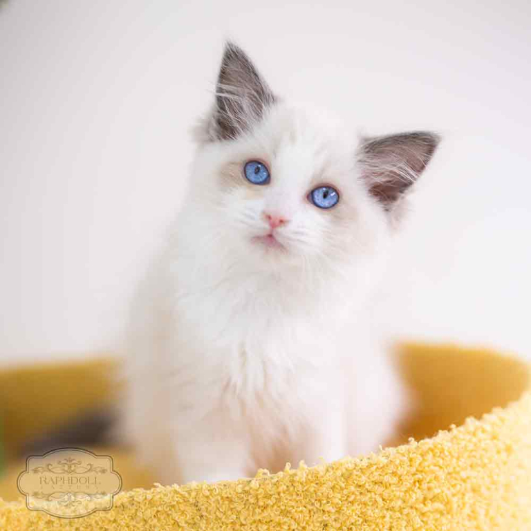 ragdoll-kitten-bicolor-LPAd1-w