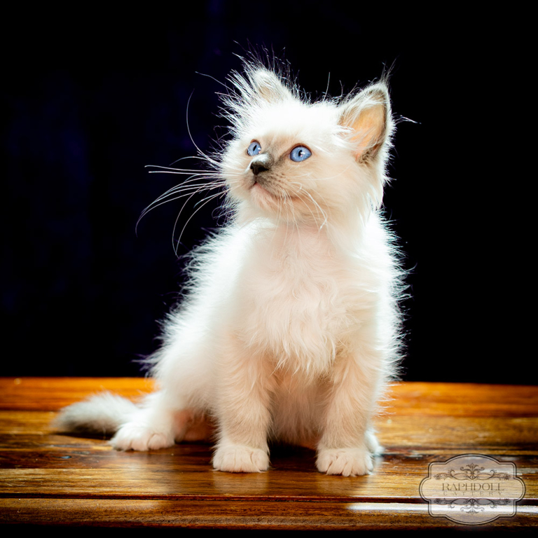 ragdoll-kitten-bicolor-sale-LRBE