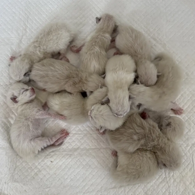 ragdoll-kittens-sale-champions-ZCAX2