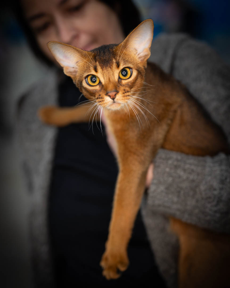 ragdolls-thames-tica-cat-show-apr-2026-25 ragdolls-thames-tica-cat-show-apr-2026-25