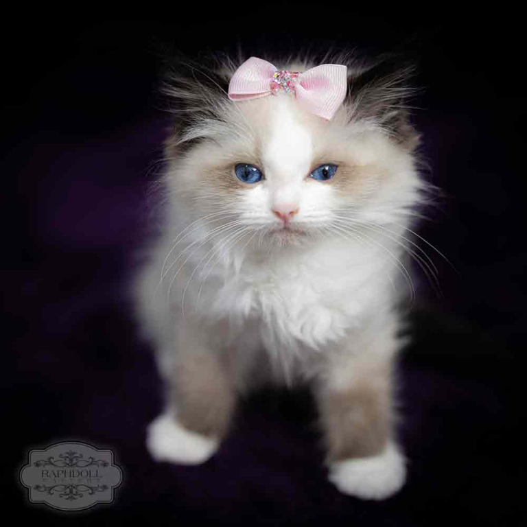 ragdoll-kitten-bicolor-LPAB-w