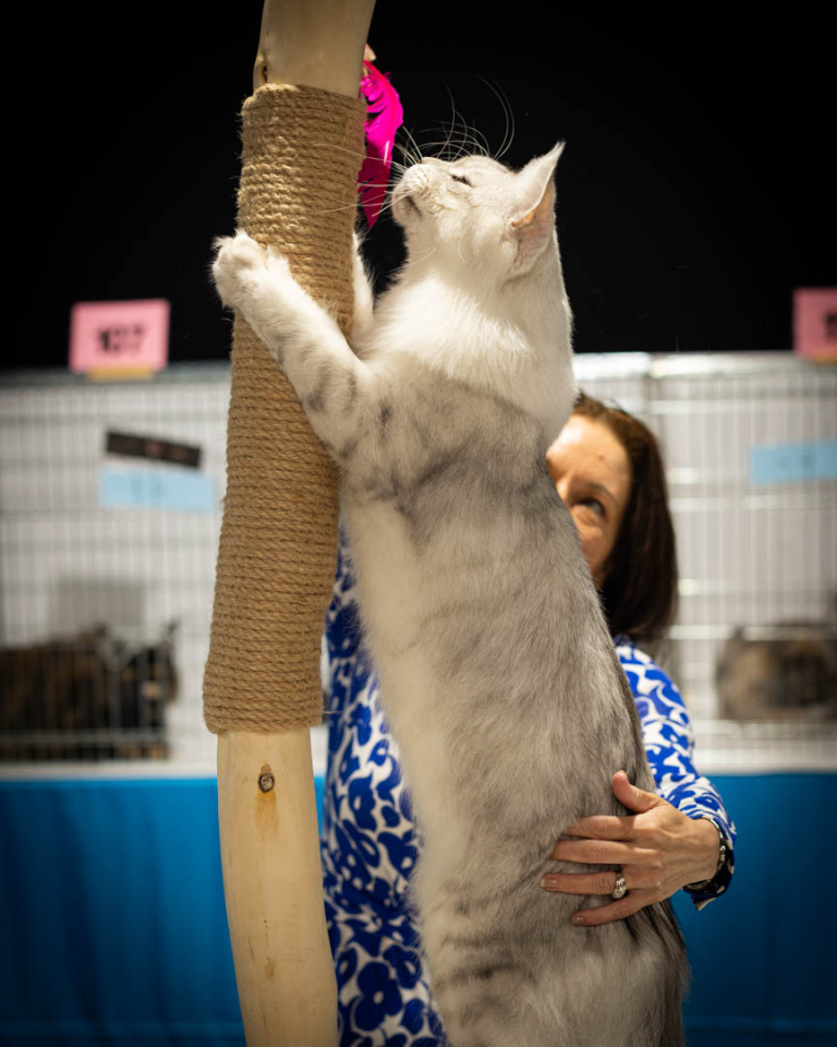 ragdolls-thames-tica-cat-show-apr-2026-24 ragdolls-thames-tica-cat-show-apr-2026-24