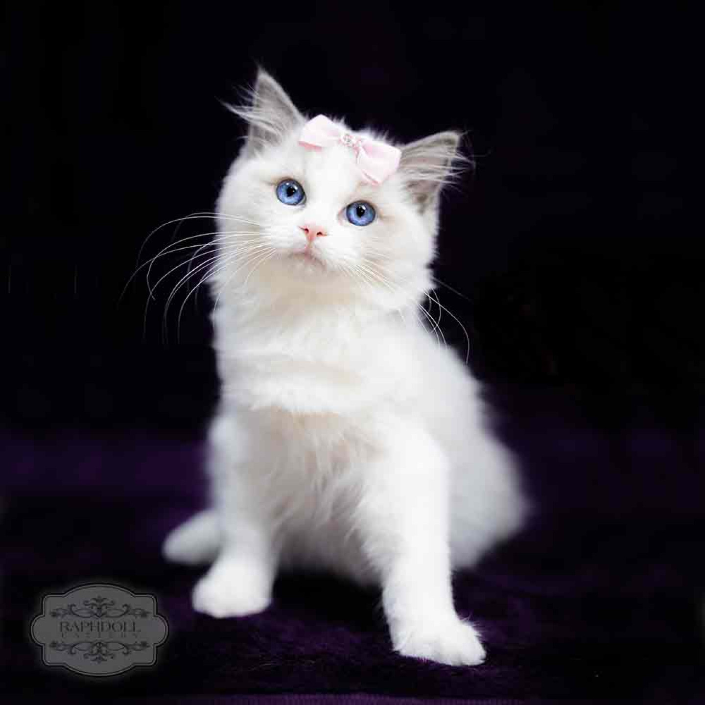 ragdoll-kitten-bicolor-LRAB-w