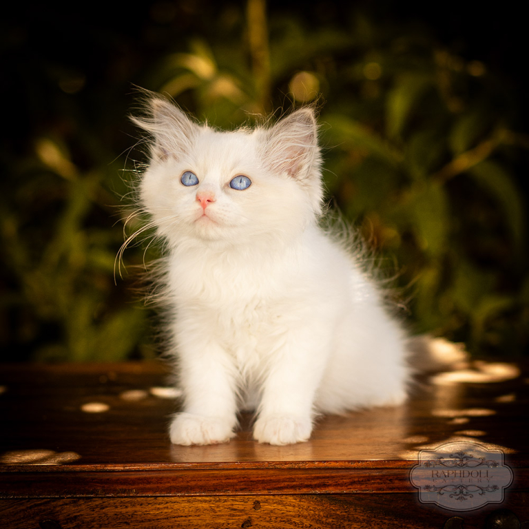 ragdoll-kitten-bicolor-LRBA