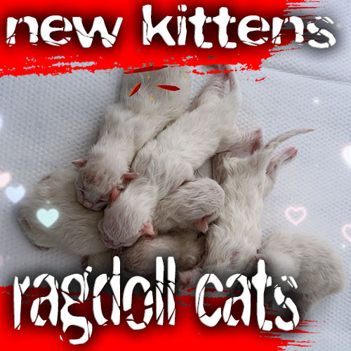new-born-ragdoll-kittens-cover