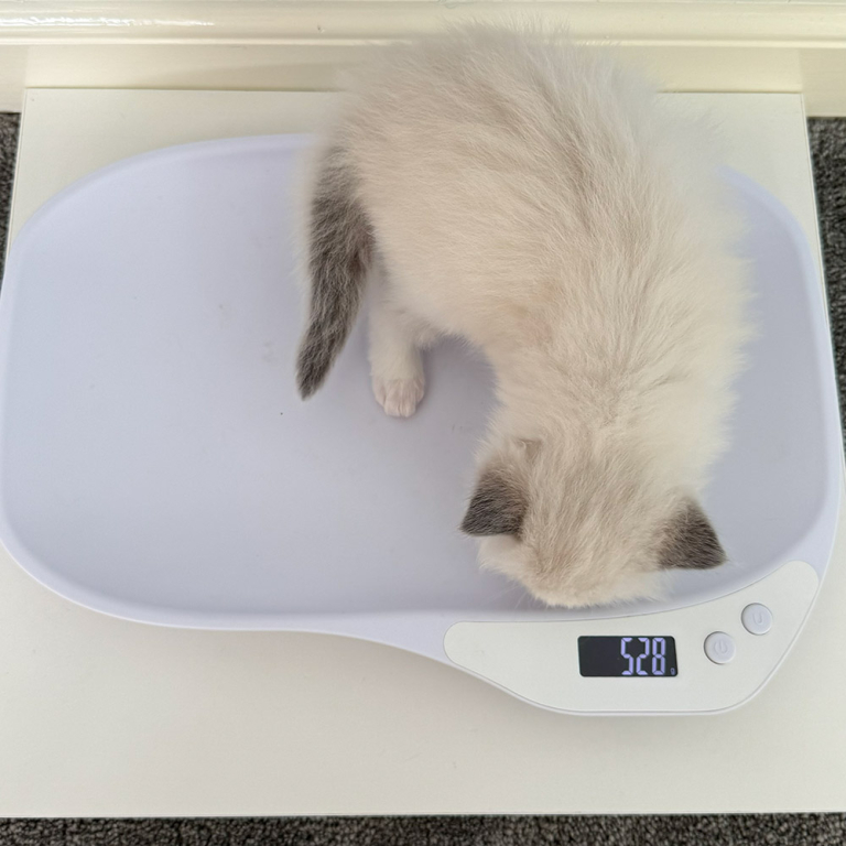 ragdoll-kitten-LSDB