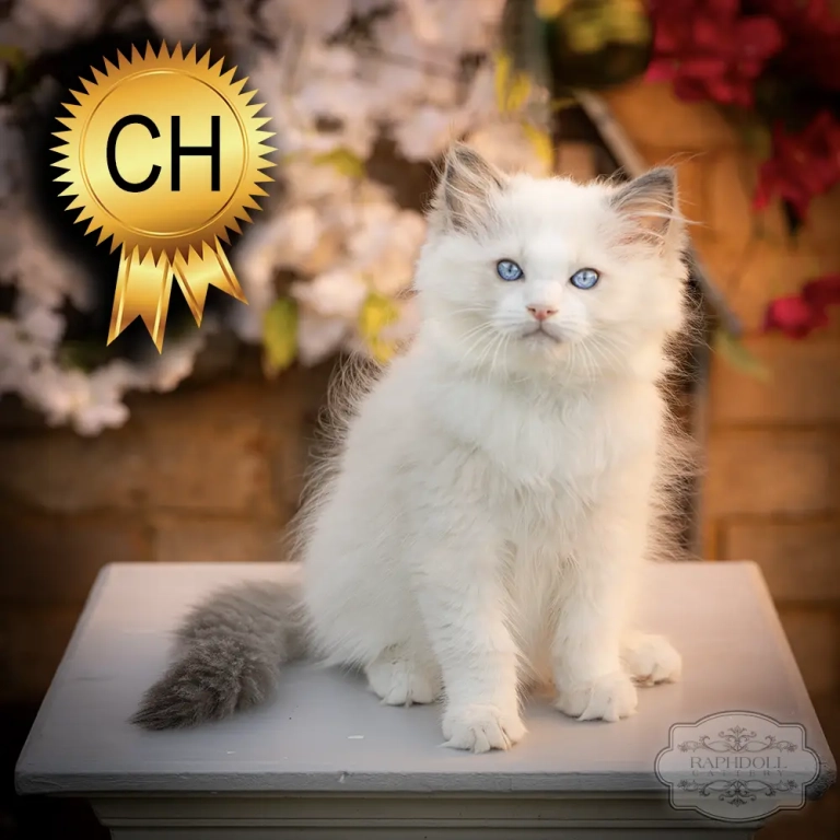 ragdoll-kitten-sale-ZPAA