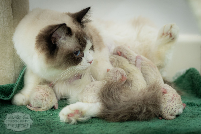 ragdoll-kittens-bicolor-rafaella