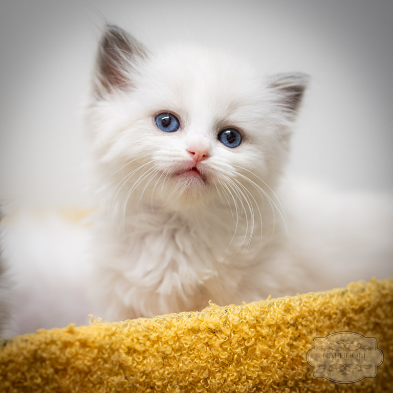ragdoll-kitten-LRBA-w