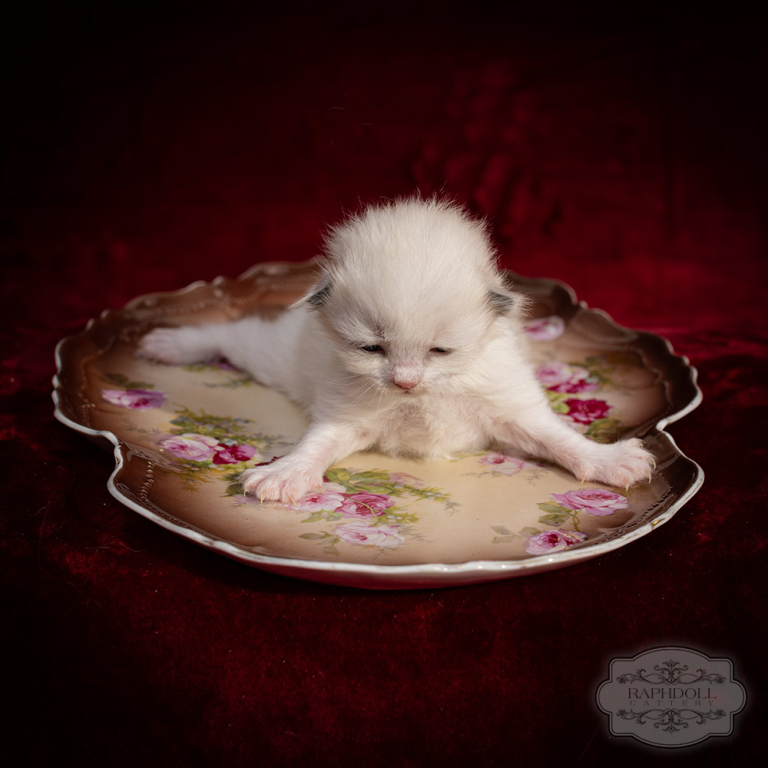 ragdoll-kitten-bicolor-LRBA
