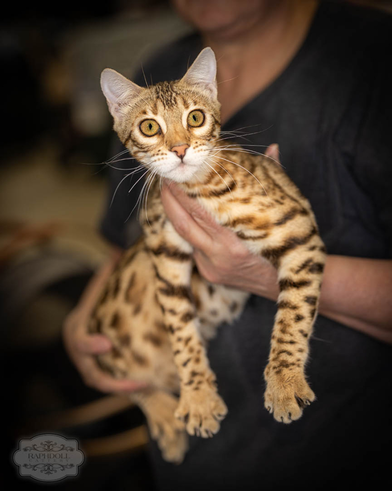 ragdolls-thames-tica-cat-show-apr-2026-11 ragdolls-thames-tica-cat-show-apr-2026-11