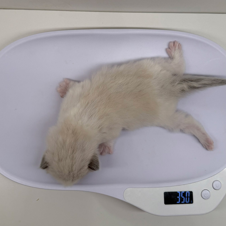 ragdoll-kitten-sale-LSDB-1w