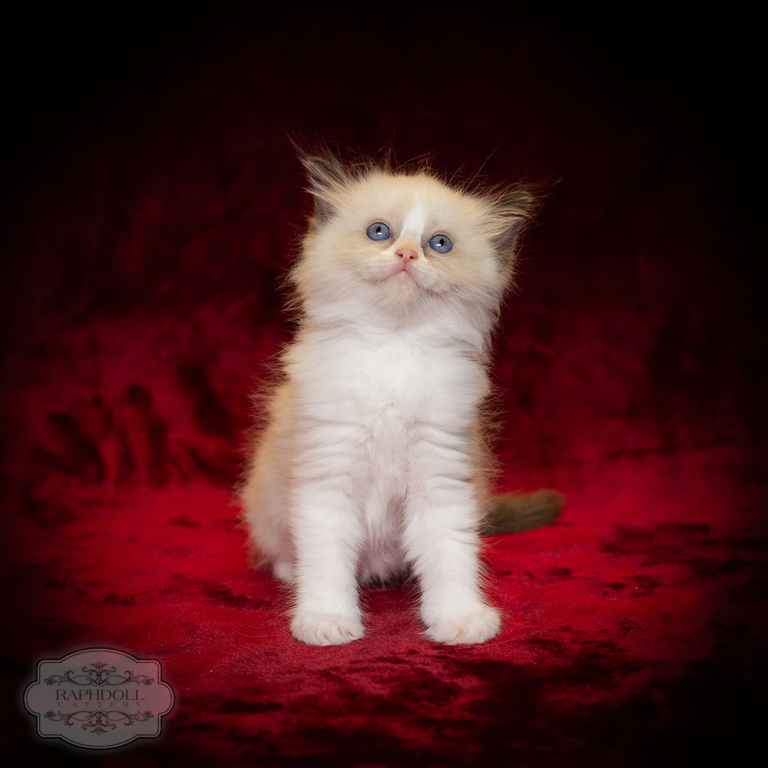 ragdoll-kitten-sale-LPCA