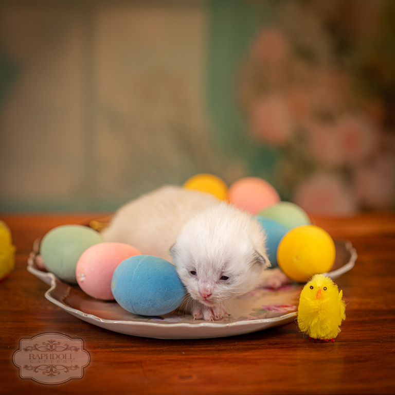 ragdoll-kitten-sale-ZPAA