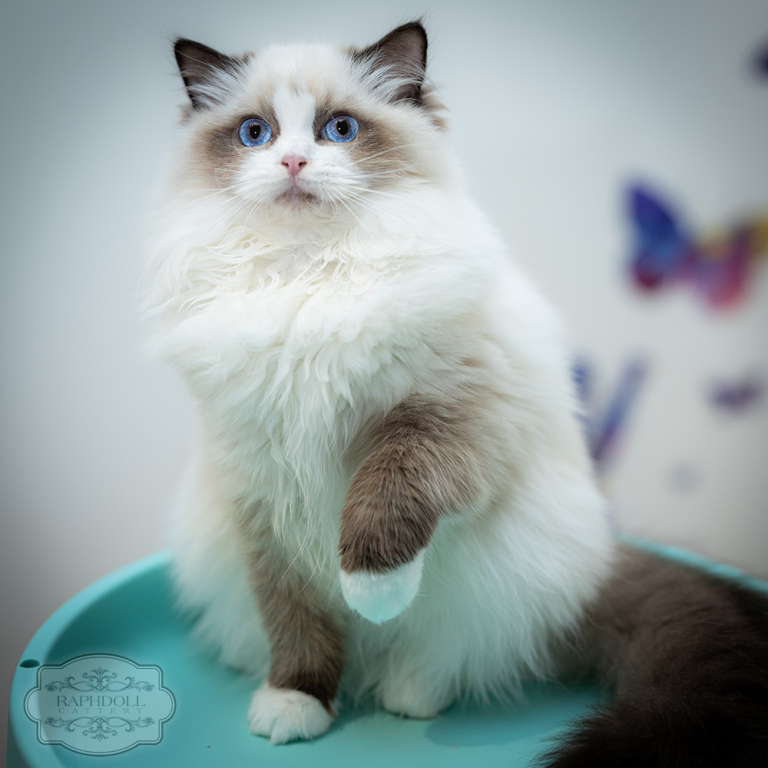 ragdoll-kitten-for-sale-pcab-w