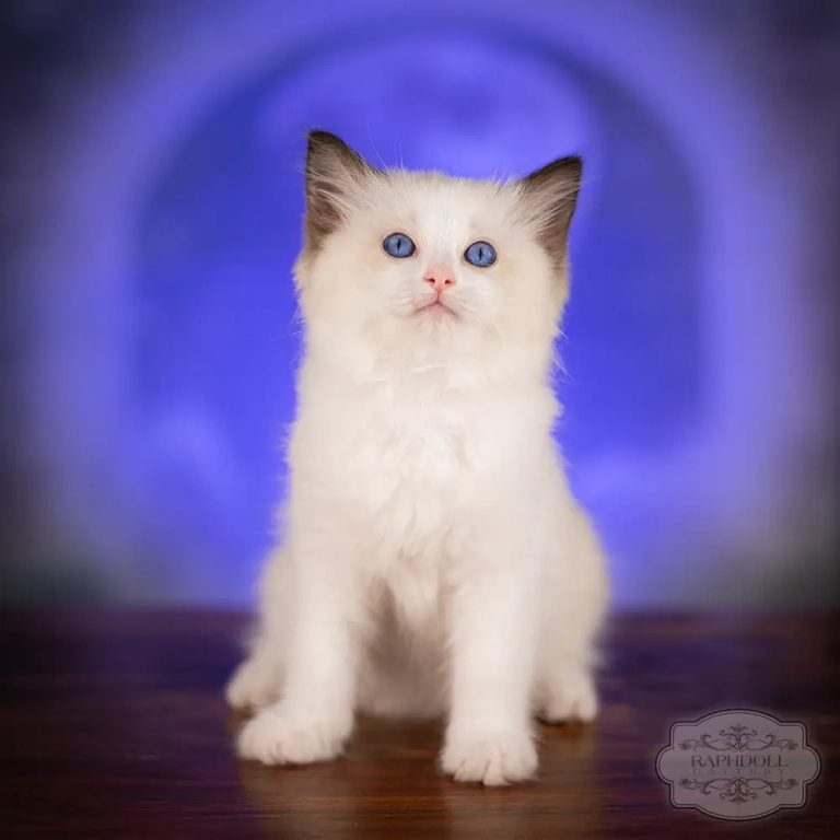 ragdoll-kitten-sale-ZCAE