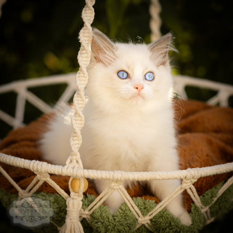 ragdoll-kitten-bicolor-LRBC