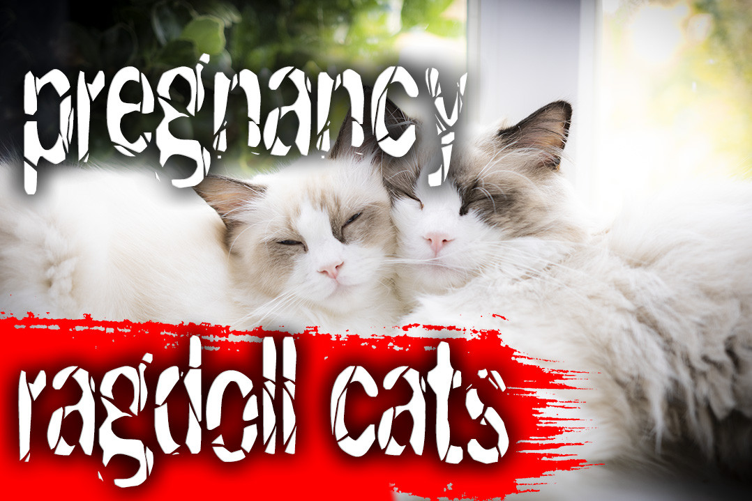 ragdoll-cats-pregnancy