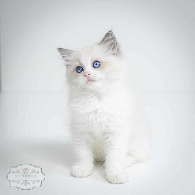 ragdoll-kitten-bicolor-lrab2-w