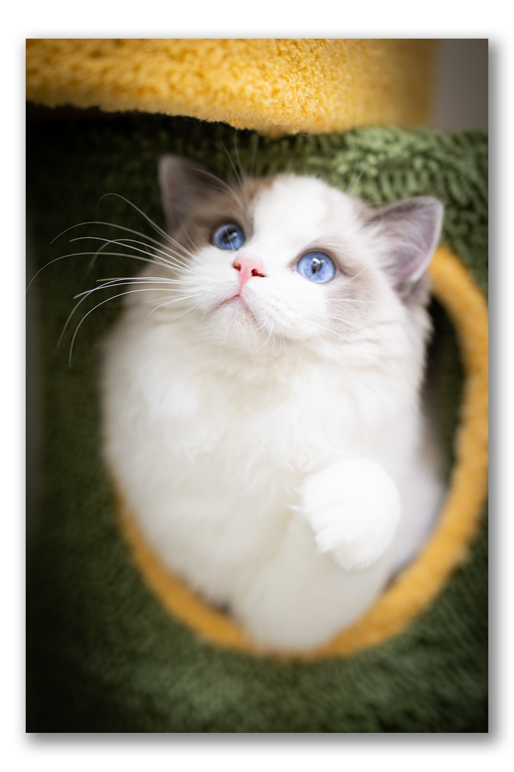 ragdoll-kitten-photo-lrab1