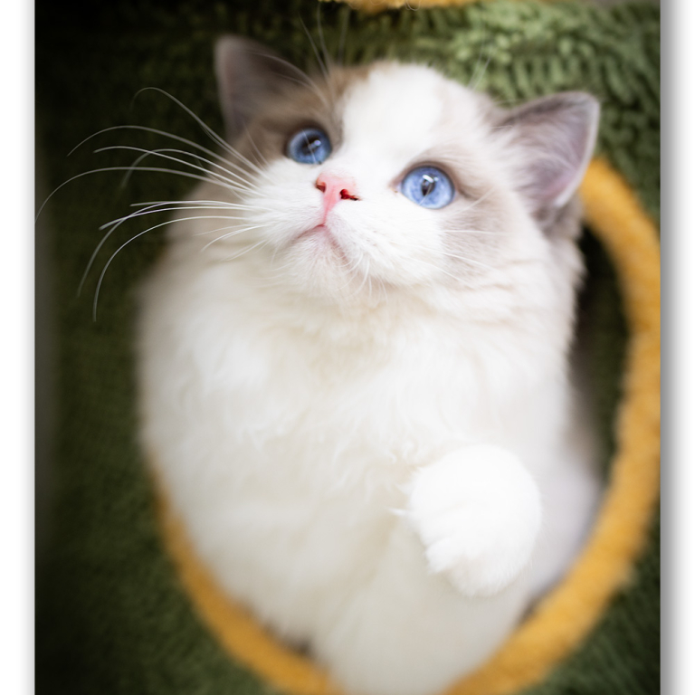 ragdoll-kitten-photo-lrab1