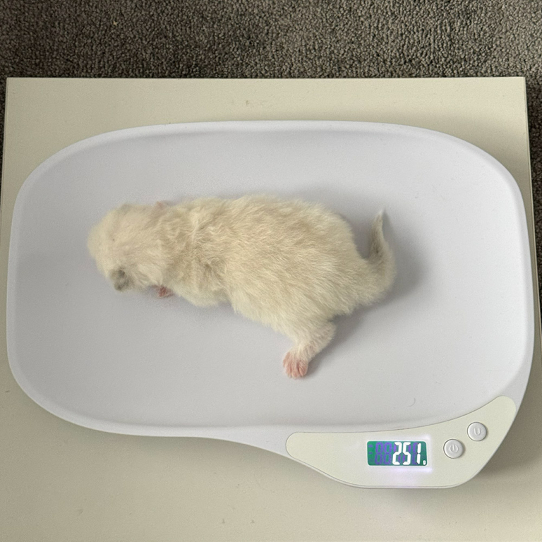 ragdoll-kittens-sale LRDB2