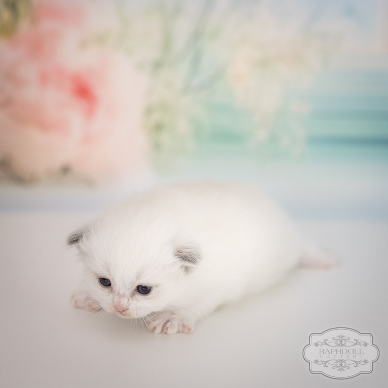 ragdoll-kitten-sale-LRDC