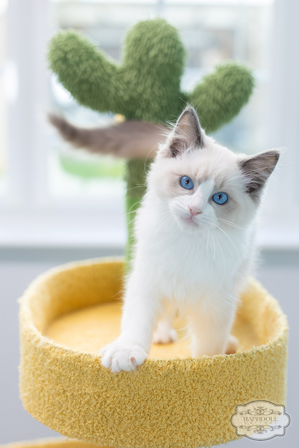 ragdoll-kitten-sale-LPCC