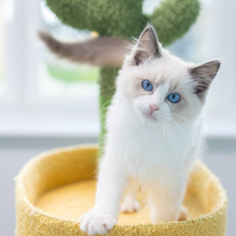ragdoll kitten sale LPCC ragdoll-kitten-sale-LPCC