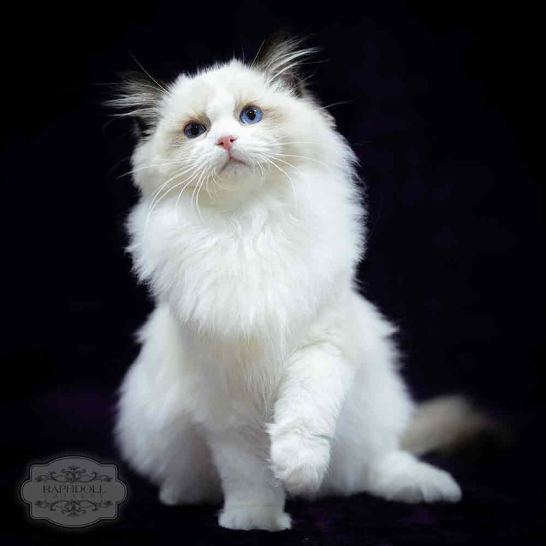 ragdoll-kitten-bicolor-PJDB-w