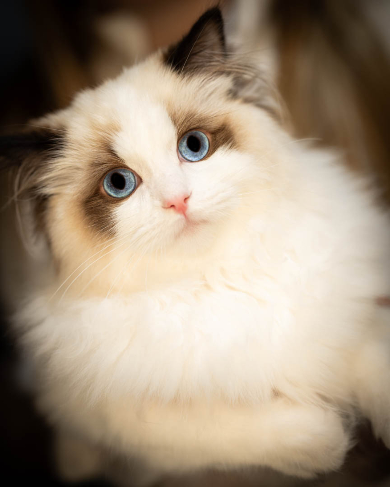 ragdolls-thames-tica-cat-show-apr-2026-37 ragdolls-thames-tica-cat-show-apr-2026-37