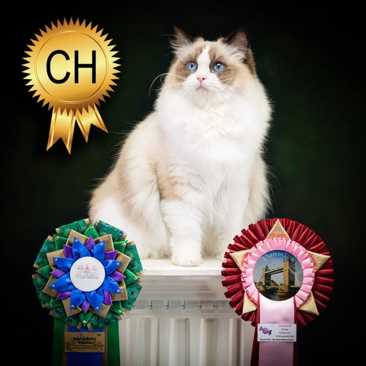 Champion Ragdoll Cat ragdoll-cat-champion-Saphire