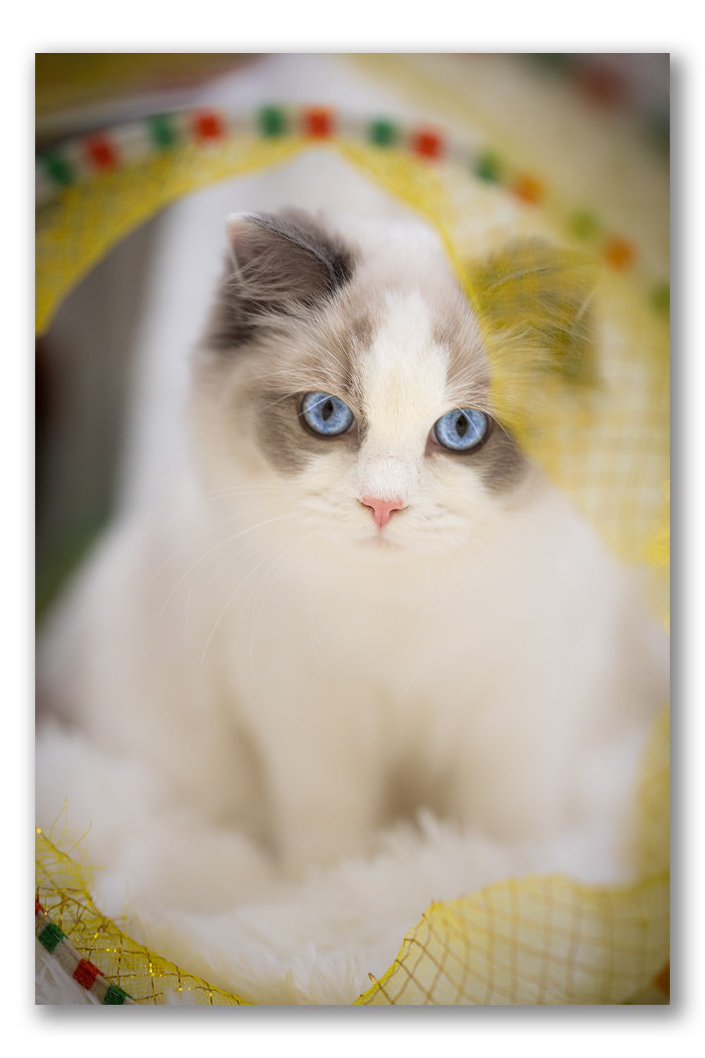 ragdoll-kitten-photo-lrab2