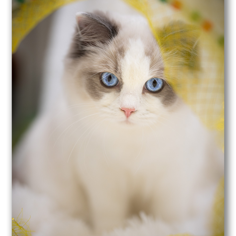 ragdoll-kitten-photo-lrab2