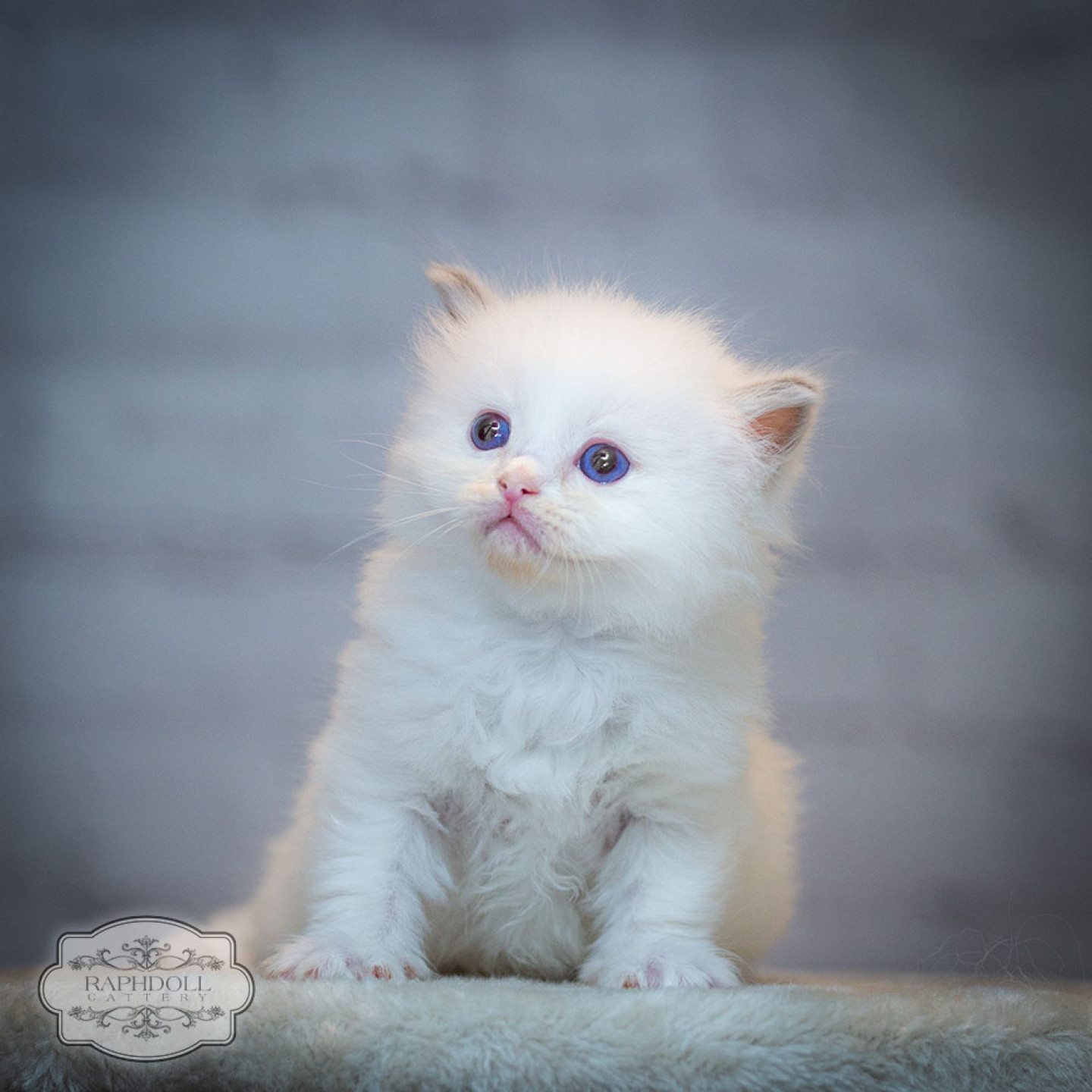 ragdoll-kitten-for-sale-feb2024-PJBA