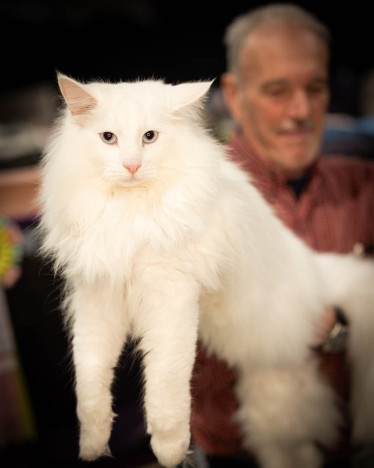 ragdolls-thames-tica-cat-show-apr-2026-33 ragdolls-thames-tica-cat-show-apr-2026-33