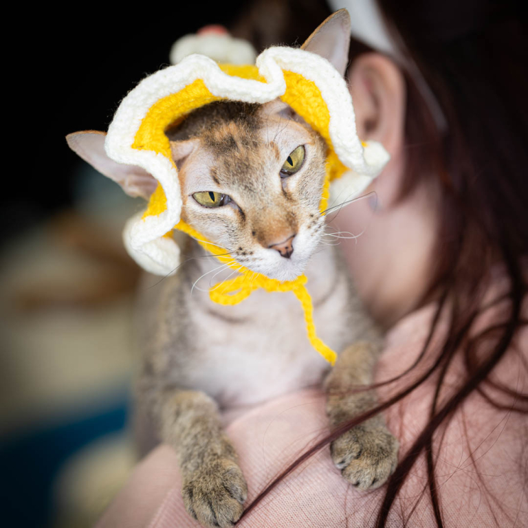 ragdolls-thames-tica-cat-show-apr-2026-16 ragdolls-thames-tica-cat-show-apr-2026-16