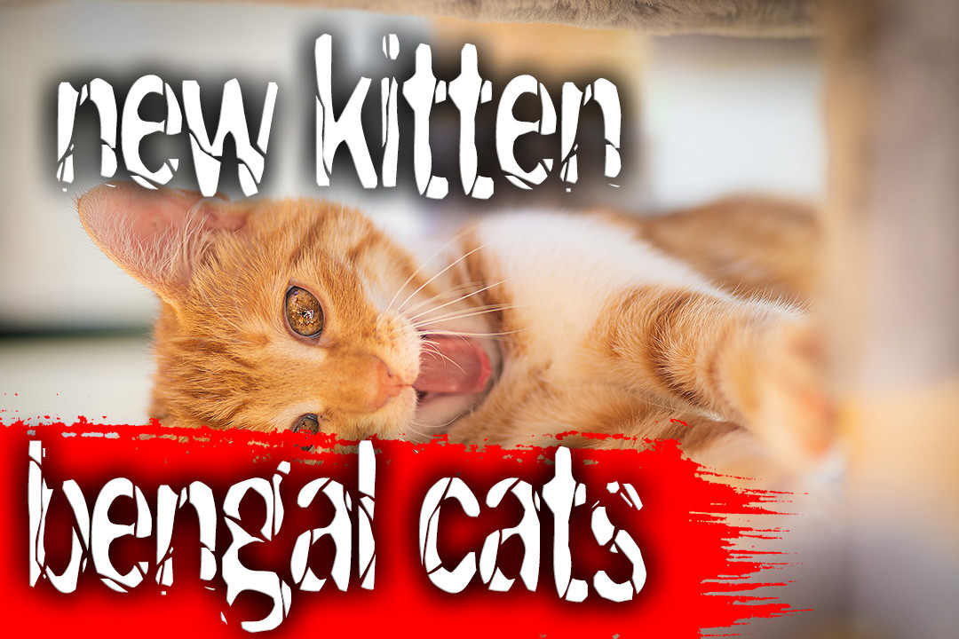 new-bengal-kitten
