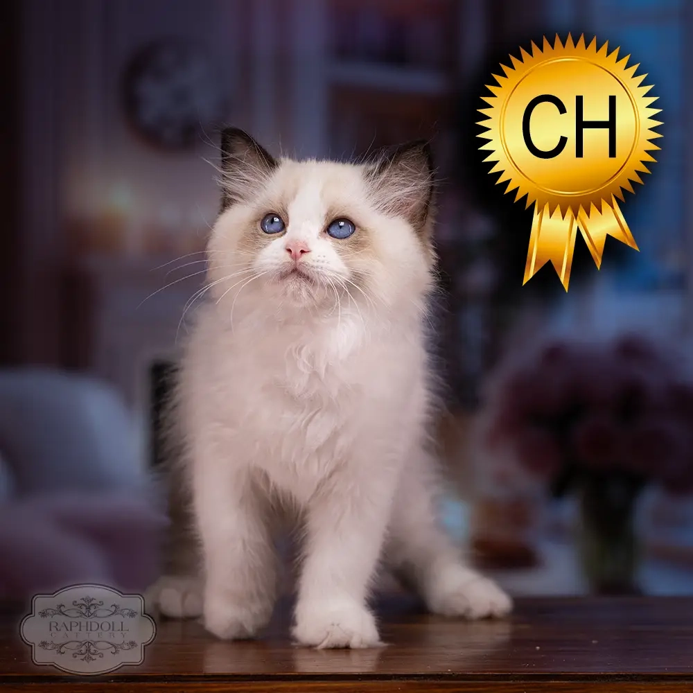 ragdoll kitten sale ragdoll-kitten-sale-ZCAA