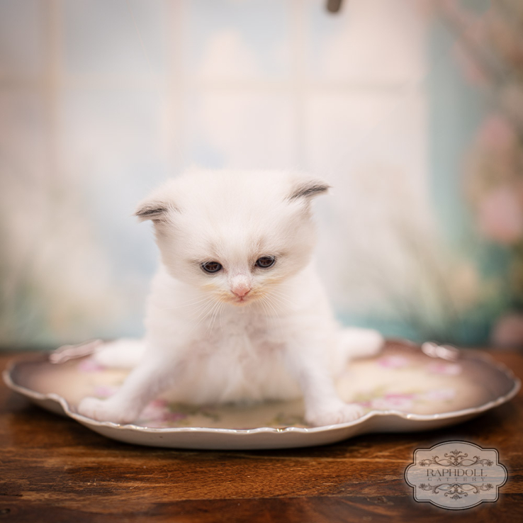 ragdoll-kitten-sale-LRDA