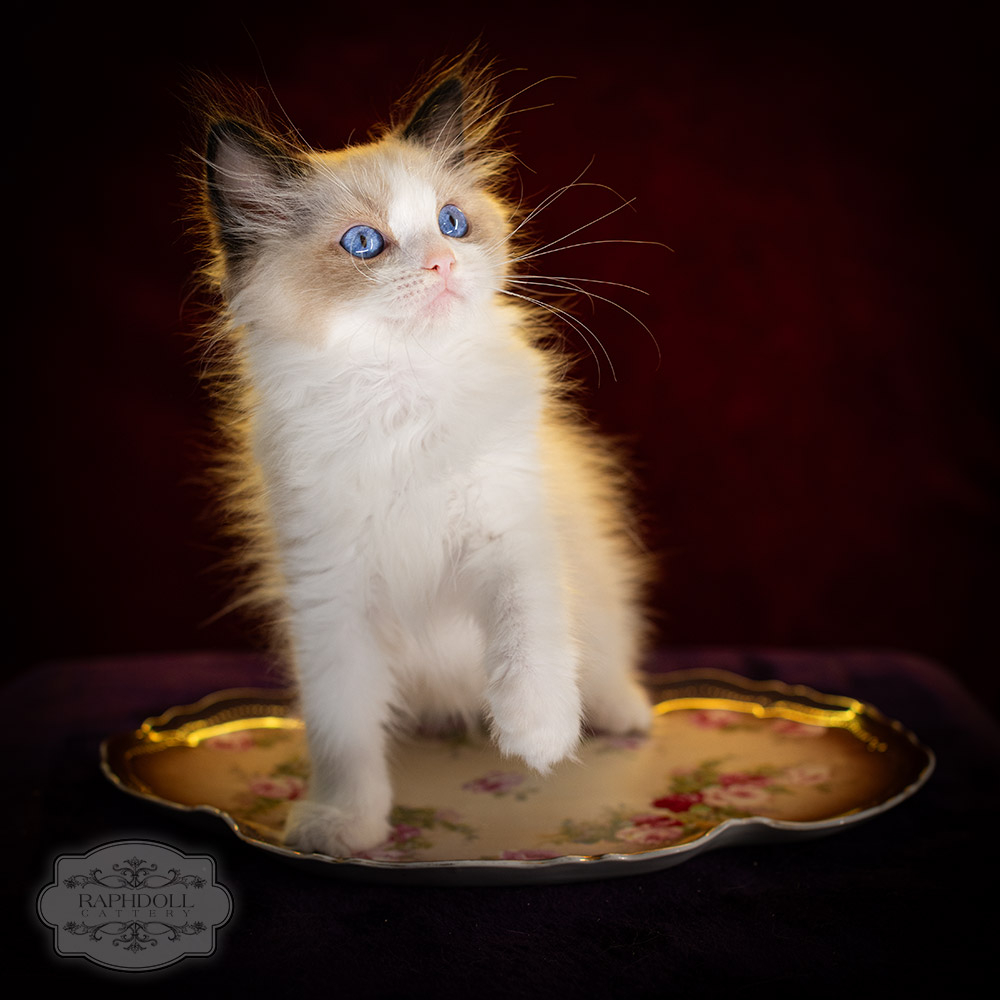 ragdoll kitten sale LRCC ragdoll-kitten-sale-LRCC