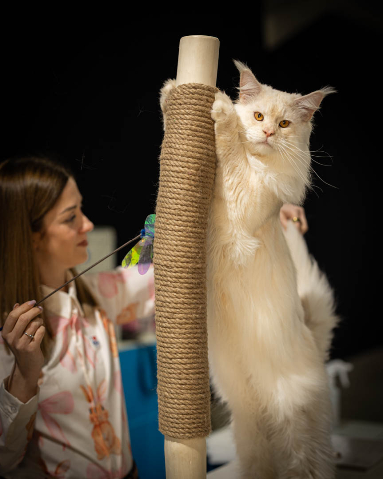 ragdolls-thames-tica-cat-show-apr-2026-41 ragdolls-thames-tica-cat-show-apr-2026-41