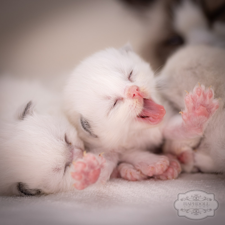 ragdoll-kitten-sale-LRDC1