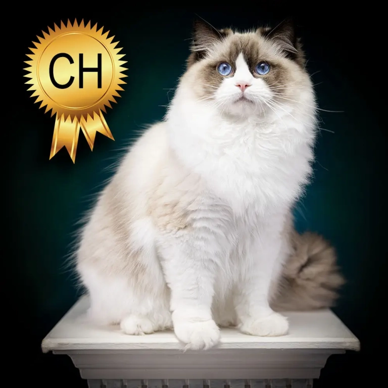 Champion Ragdoll Cat ragdoll-cat-zeus-champion