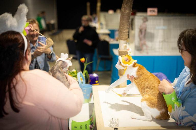 ragdolls-thames-tica-cat-show-apr-2026-15 ragdolls-thames-tica-cat-show-apr-2026-15