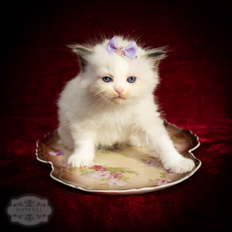ragdoll-kitten-bicolor-LSBC-w