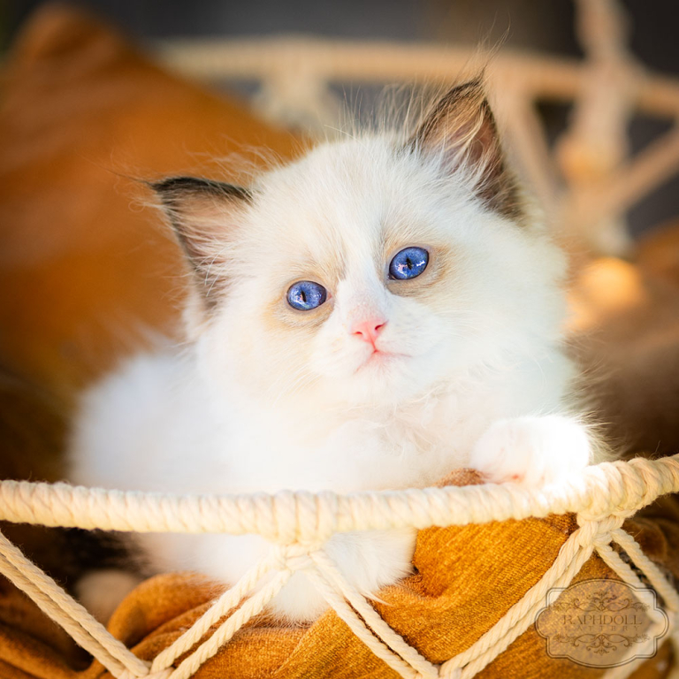 ragdoll-kitten-bicolor-lsac11-w