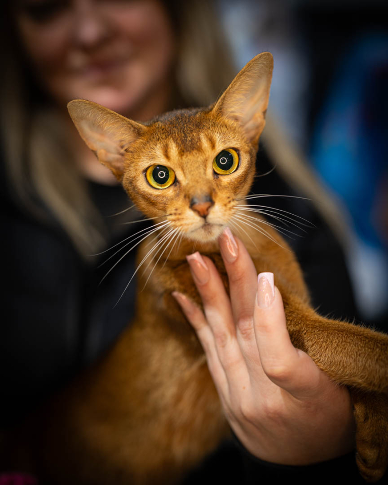 ragdolls-thames-tica-cat-show-apr-2026-63 ragdolls-thames-tica-cat-show-apr-2026-63