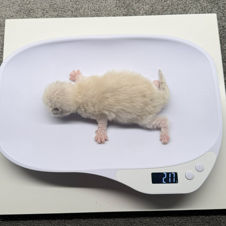 ragdoll-kitten-sale-ZPAB