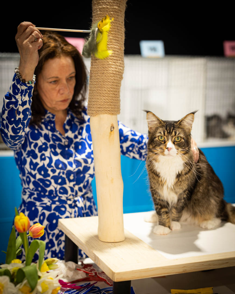 ragdolls-thames-tica-cat-show-apr-2026-30 ragdolls-thames-tica-cat-show-apr-2026-30